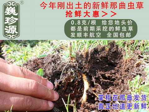 ʳʶĲʳͷΡԴ0.8/ͷղڳҰʳ