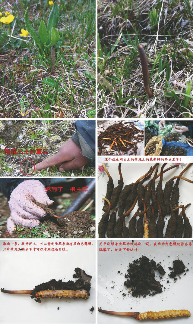 ʶĲͼƬ,ʳͼƬ,ʶĲʲôͼƬ,ʶĲݵͼƬ