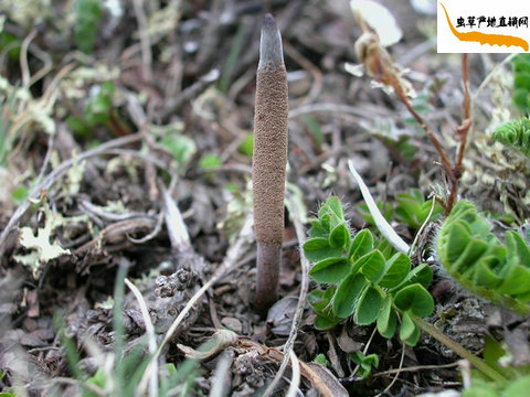 ,Ĳʲô,Ĳݽ,ʲôǶĲ