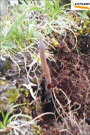 Ĳβ?ù߲ڶĲ,ڿ¶˶Ĳڵµĳ