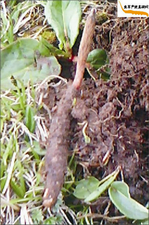 ղڳĶĲ,,ʱĶĲҲʶĲ