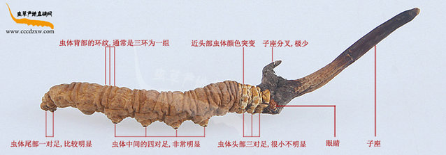 涬Ĳݵ,ݵ,ͼƬ,涬ĲͼƬչʾ