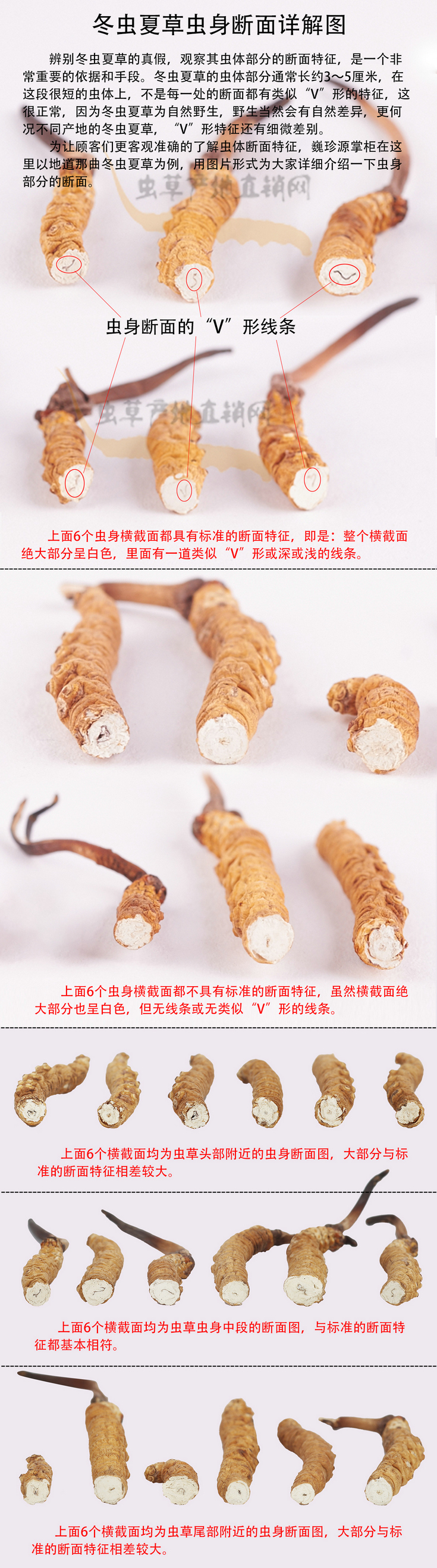 Ĳݶʲô,ĲݶͼƬ,Ĳݶʲô,